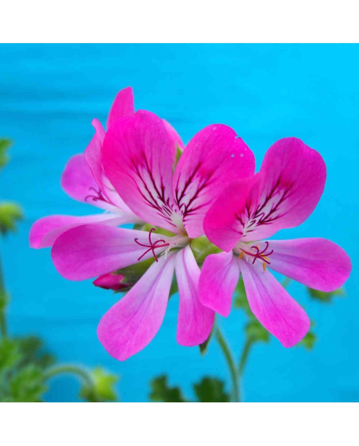 Pelargonium odoroso "marsiglia"