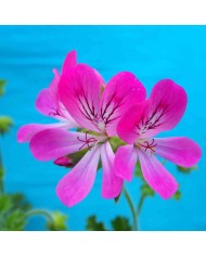 Pelargonium odoroso "marsiglia"
