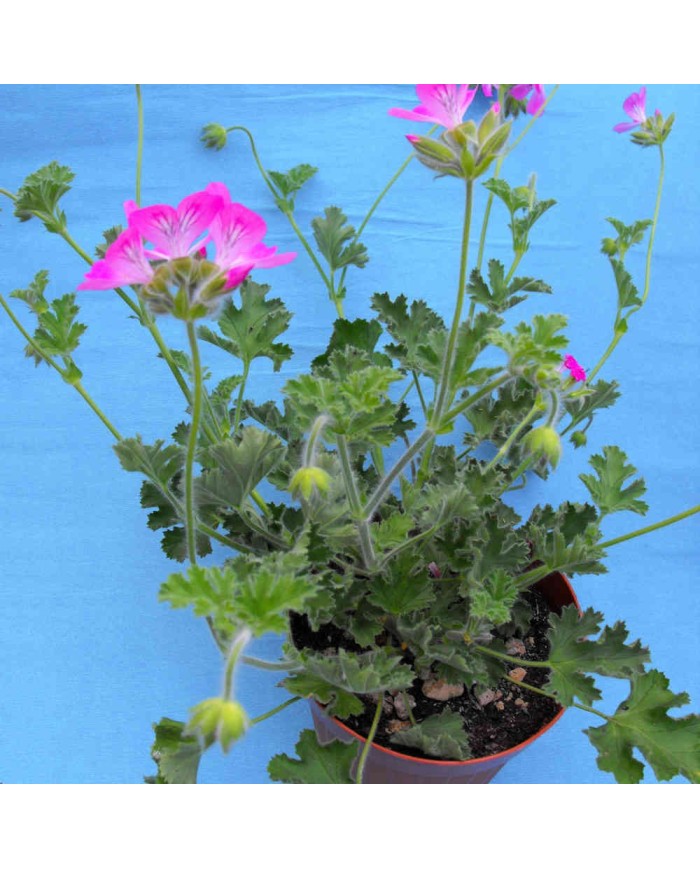 Pelargonium odoroso "marsiglia"