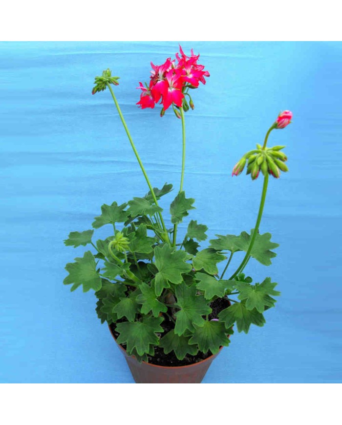 Pelargonium fiore "a stella" rosso