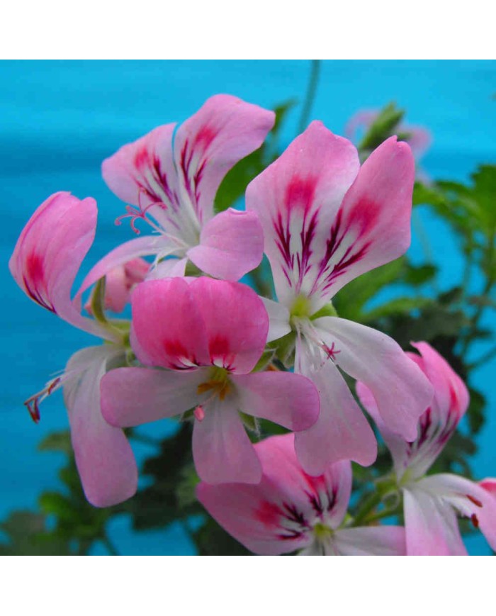 Pelargonium odoroso alla mela