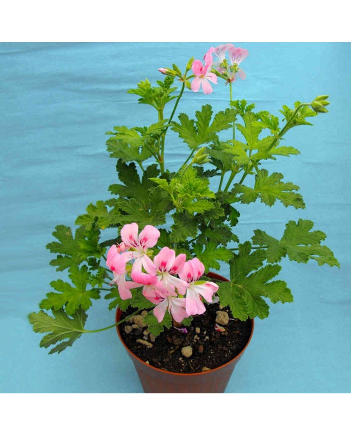 Pelargonium odoroso alla mela