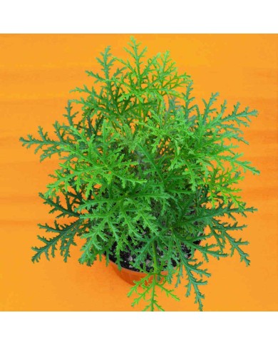 Pelargonium odoroso a foglia resinosa