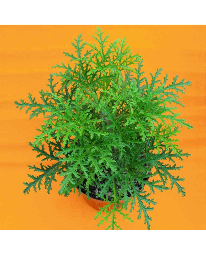 Pelargonium odoroso a foglia resinosa Pelargonium odoroso a foglia resinosa