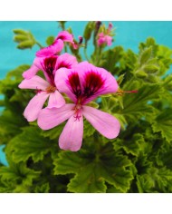Pelargonium odoroso a foglia resinosa Pelargonium odoroso a foglia resinosa