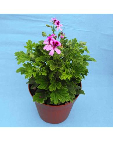 Pelargonium odoroso al limone