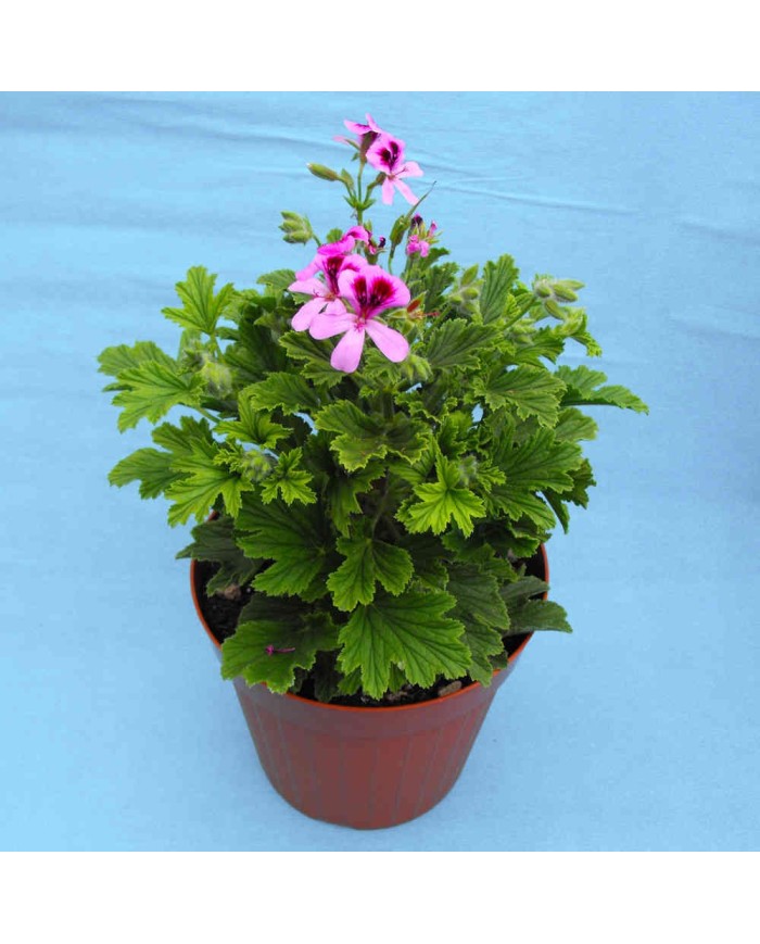 Pelargonium odoroso al limone Pelargonium odoroso al limone
