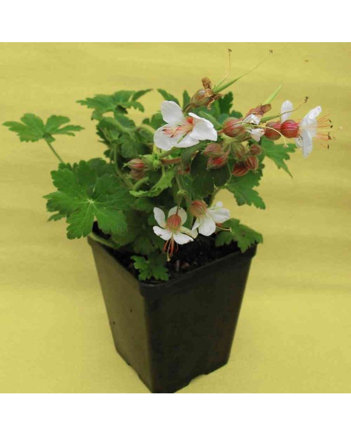Geranium macrorrhizum