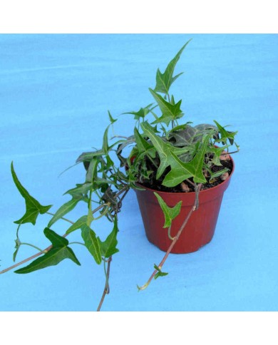 Hedera helix Sagittifolia Hedera helix Sagittifolia
