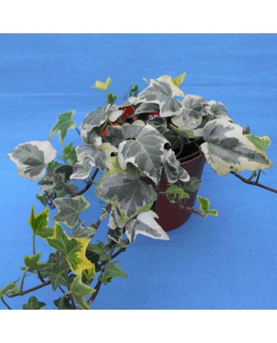 Hedera helix Variegata Hedera helix Variegata