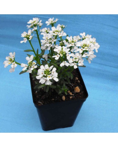 Iberis sempervirens Iberis sempervirens