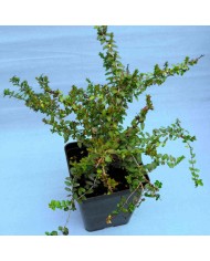 Nepeta faassenii