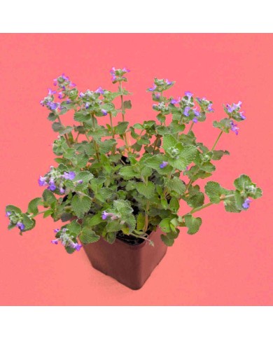 Nepeta faassenii