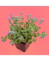 Nepeta faassenii