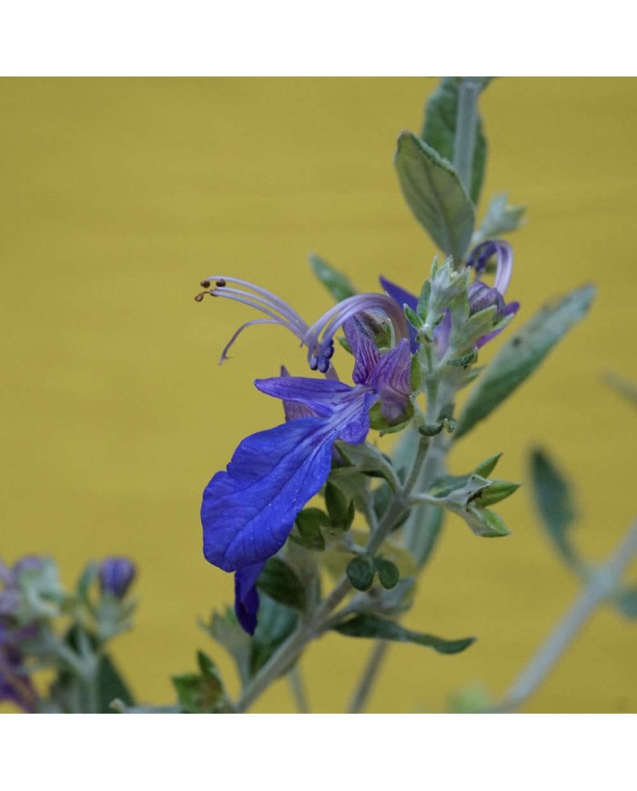 Teucrium Azureum