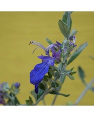 Teucrium Azureum