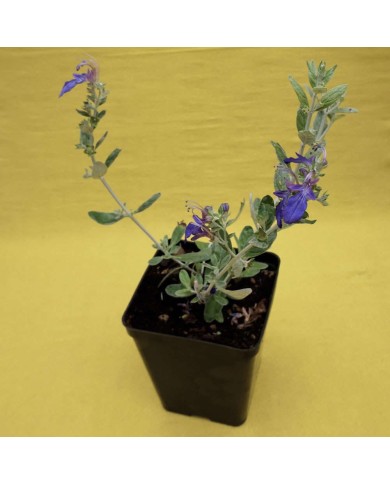 Teucrium Azureum