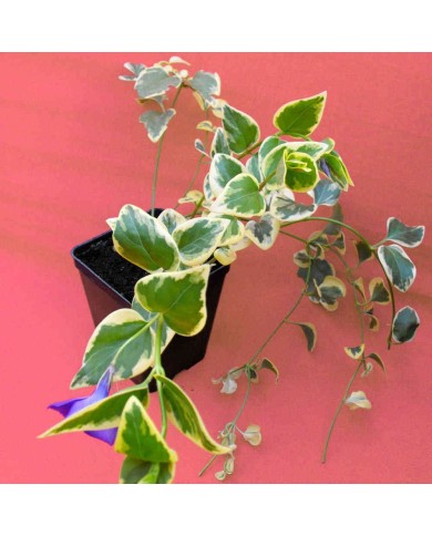 Vinca major variegata Vinca major variegata