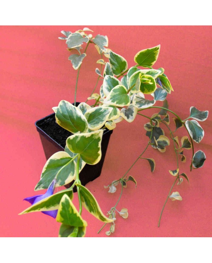 Vinca major variegata