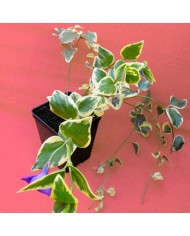 Vinca minor (Pervinca) Vinca minor (Pervinca)