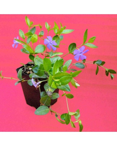 Vinca minor (Pervinca)