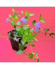 Vinca minor (Pervinca) Vinca minor (Pervinca)