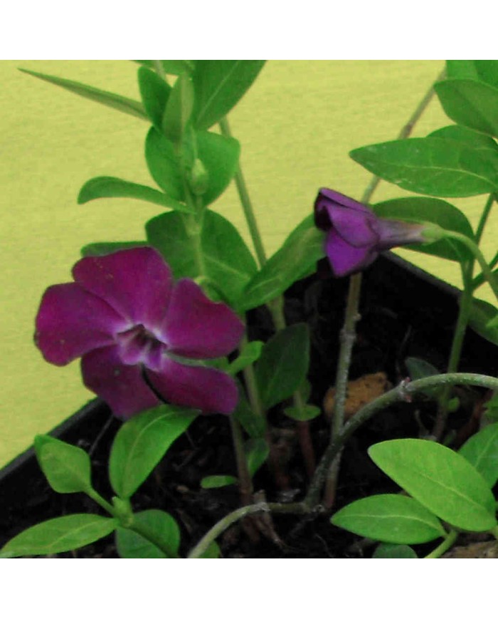 Vinca minor ‘Atropurpurea’