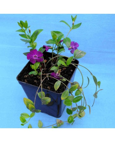 Vinca minor ‘Atropurpurea’ Vinca minor ‘Atropurpurea’