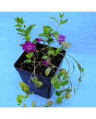 Vinca minor (Pervinca) Vinca minor (Pervinca)