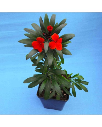 Violacciocca giallo/arancio