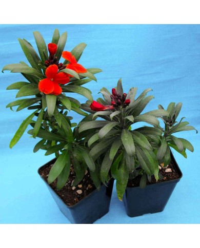 Violacciocca giallo/arancio