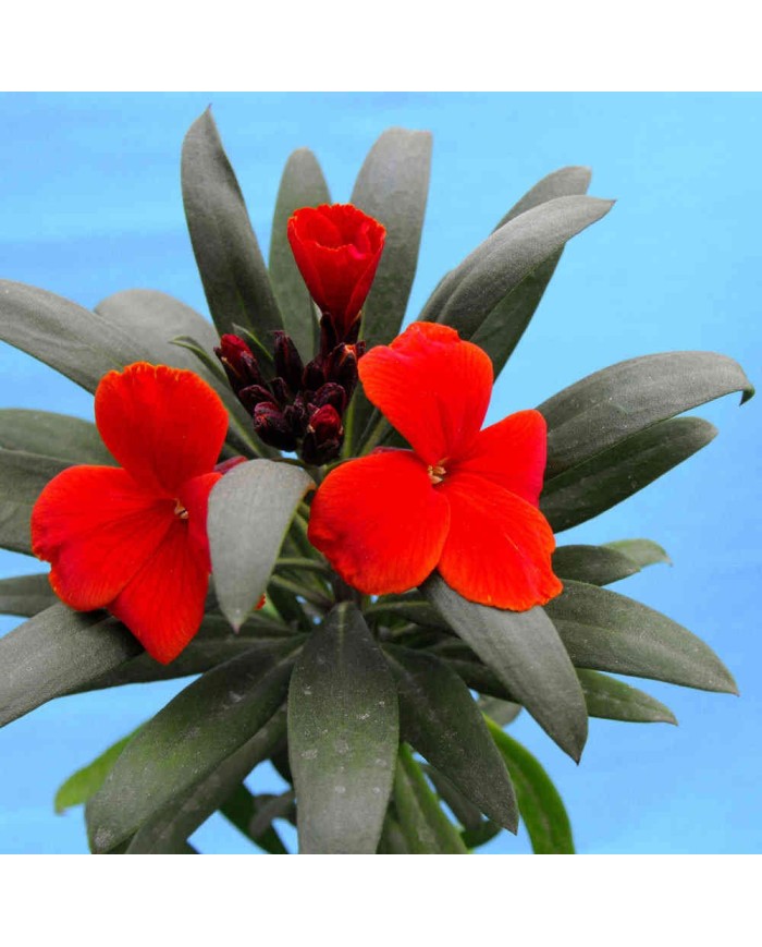 Violacciocca giallo/arancio