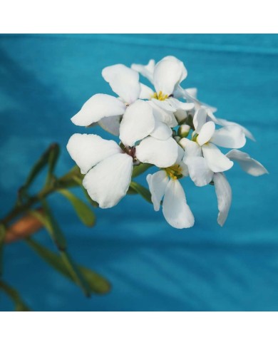 Iberis semperflorens (Raspo invernale)