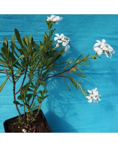 Iberis semperflorens (Raspo invernale)