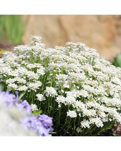 Iberis sempervirens Iberis sempervirens