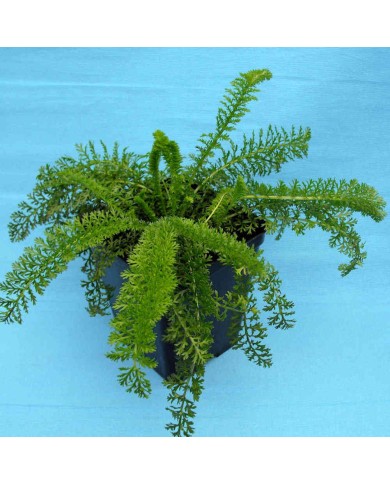 Achillea millefolium