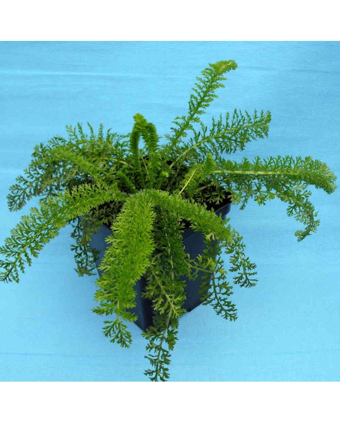 Achillea millefolium