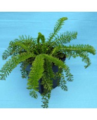 Achillea millefolium Achillea millefolium