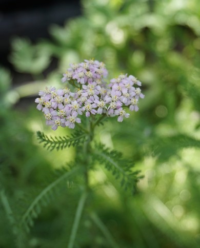 Achillea millefolium - Dettaglio fiore