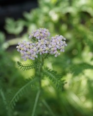 Achillea millefolium - Dettaglio fiore