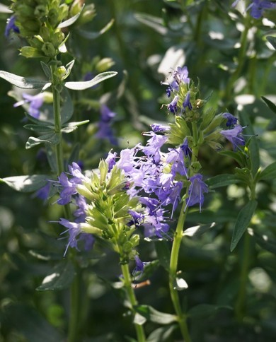 Issopo - Hyssopus officinalis - dettaglio fiore blu