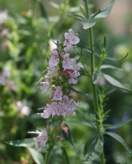Issopo - Hyssopus officinalis - dettaglio fiore rosa