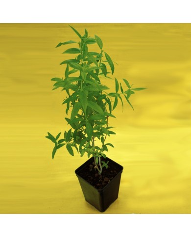 Cedrina - Lippia citriodora Cedrina - Lippia citriodora