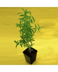 Cedrina - Lippia citriodora