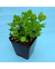 Menta Spicata - Mentha spicata L.