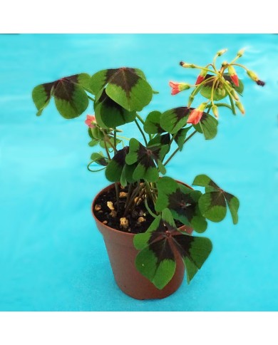 Oxalis tetraphilla “Iron cross”