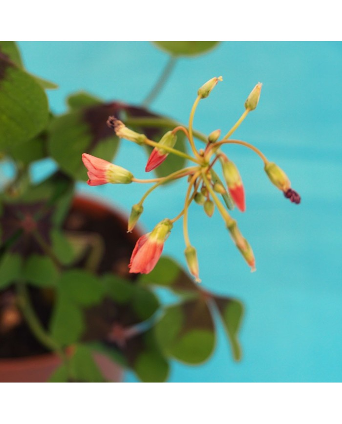 Oxalis tetraphilla “Iron cross”