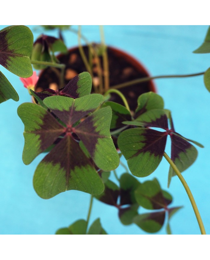 Oxalis tetraphilla “Iron cross”