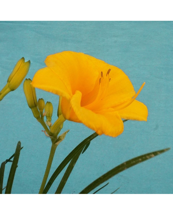 Hemerocallis stella de oro - Dettaglio fiore