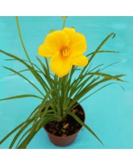 Hemerocallis stella de oro Hemerocallis stella de oro